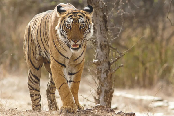 ranthambore tour
