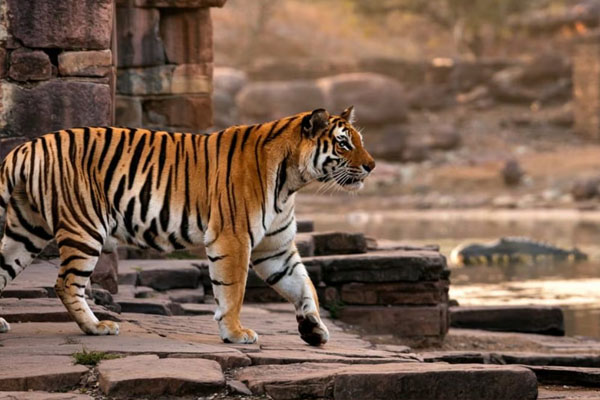 tiger in ranthambore