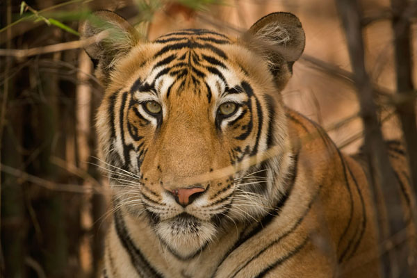 ranthambore tour