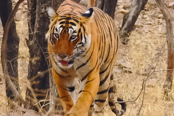 tiger in ranthambore