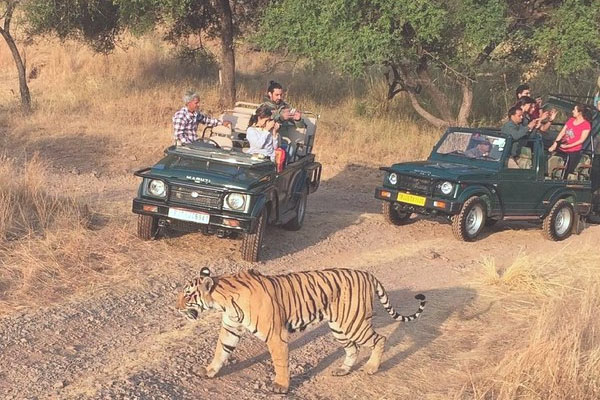 ranthambore tour