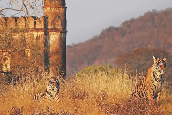 ranthambore tour