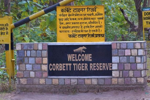 tiger in ranthambore