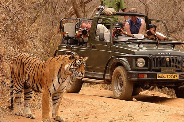 tiger in ranthambore