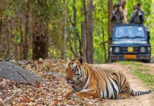 ranthambore tour