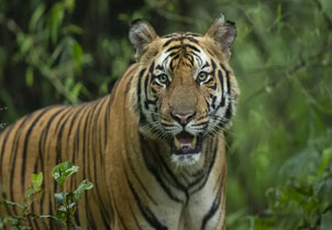 ranthambore tour