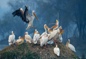 ranthambore tour