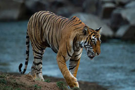 ranthambore tour