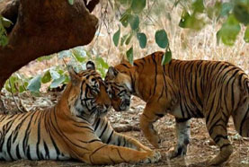 ranthambore tour